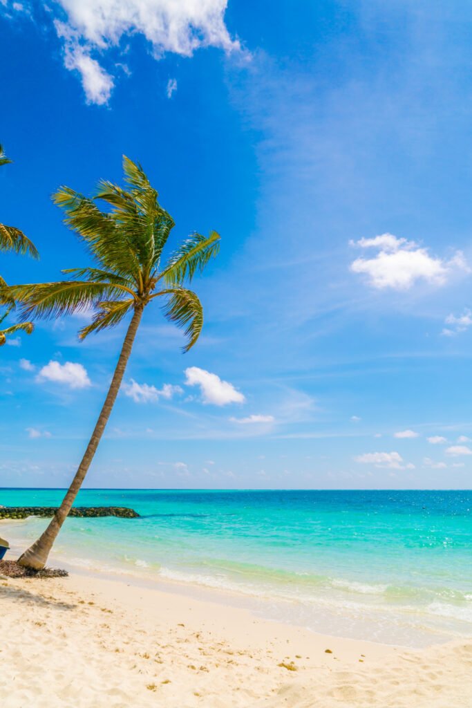 No. 1 Transporte Privado en Cancún | Seguridad & Confort Palmera sobre arena blanca y playa turquesa de fondo, en Cancún