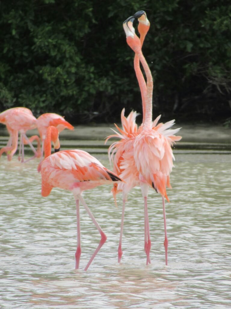 Transporte Privado No. 1 en Mérida | Servicio Seguro flamingos en agua cristalina