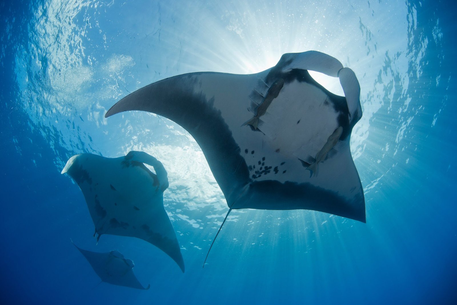 Image showing Revillagigedo's manta rays, part of the top 5 destinations